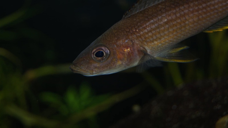 Paracyprichromis brieni 'Milima Island'